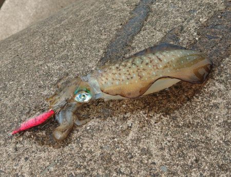 今年はアオリイカが多いのか少ないのか